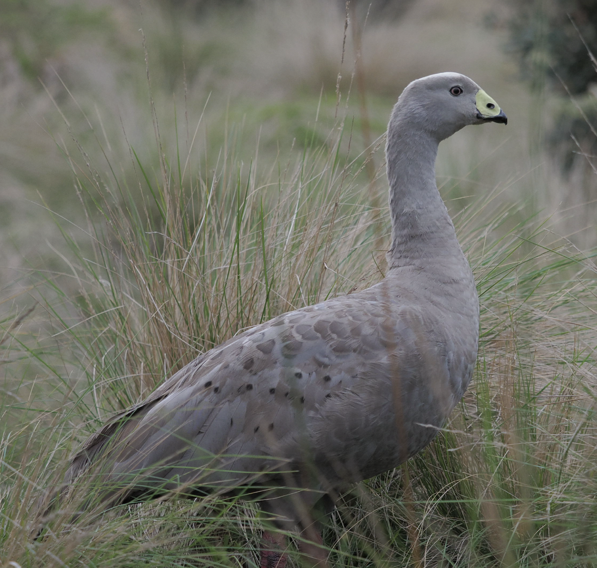 Cape Barren Goose - Edwin octosa