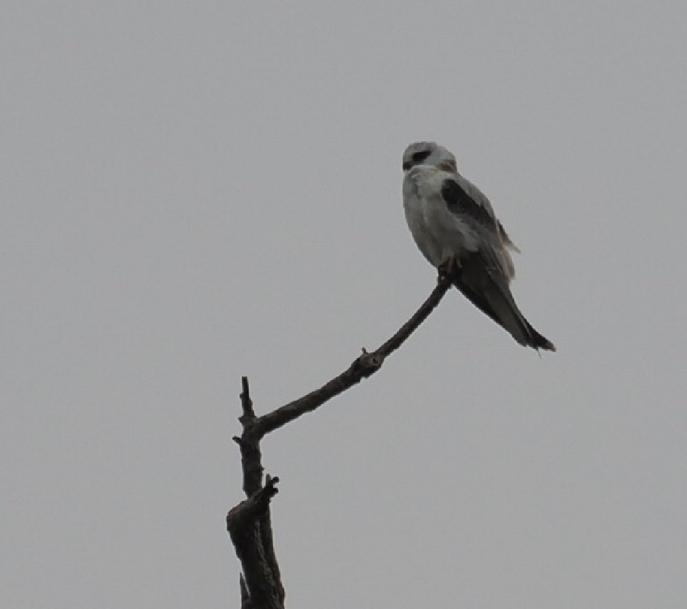 Black-shouldered Kite - Edwin octosa