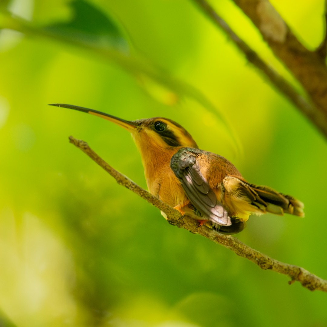 kolibřík malý - ML619020797