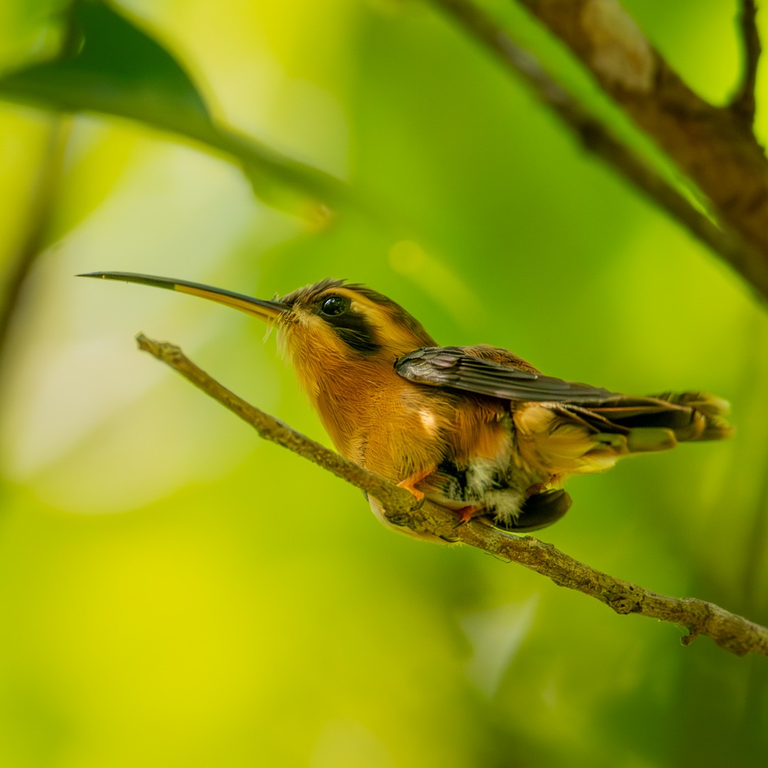 kolibřík malý - ML619020798
