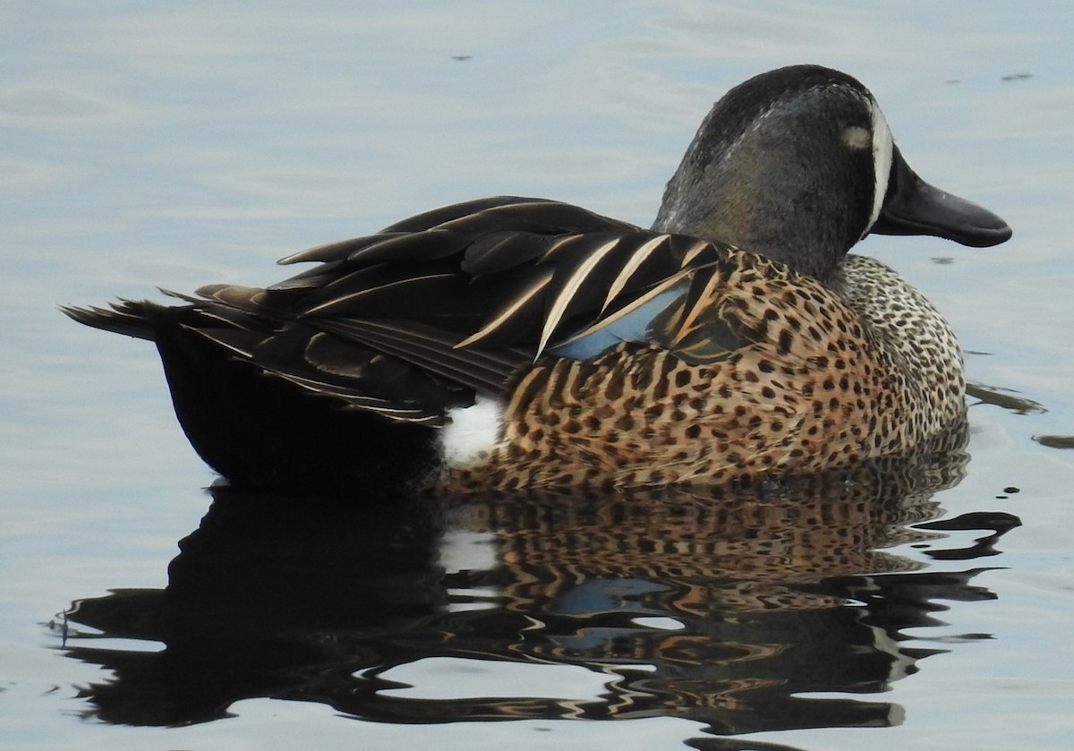 Blue-winged Teal - ML619020799