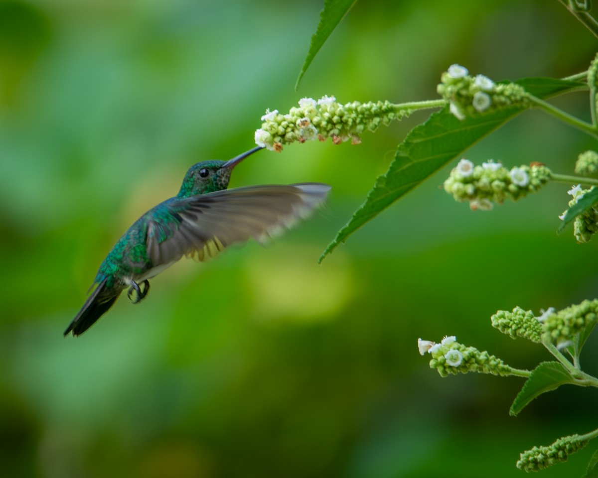 kolibřík modrobradý - ML619020820