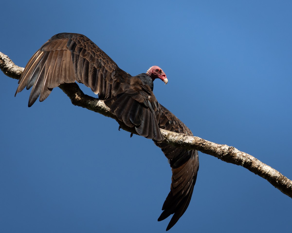 Turkey Vulture - ML619020827