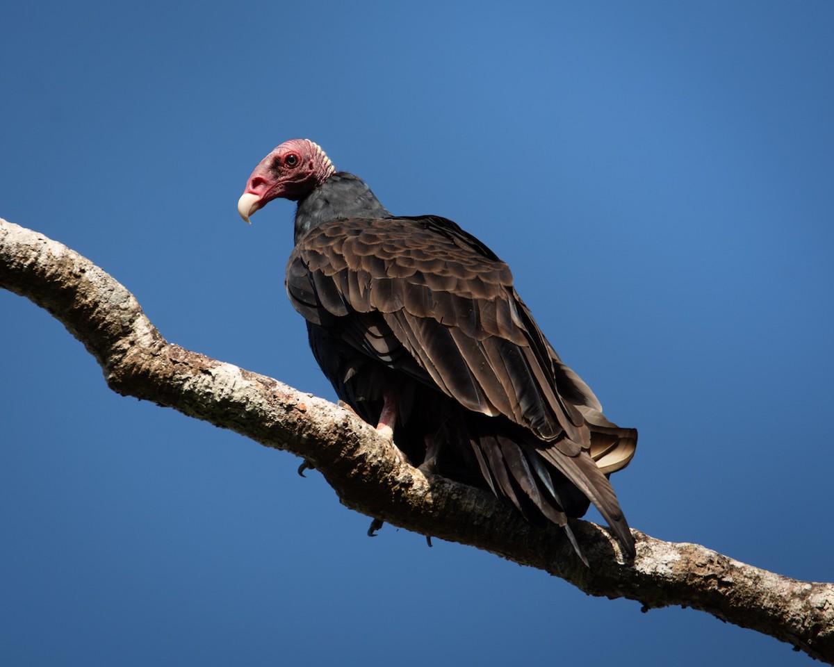 Turkey Vulture - ML619020828