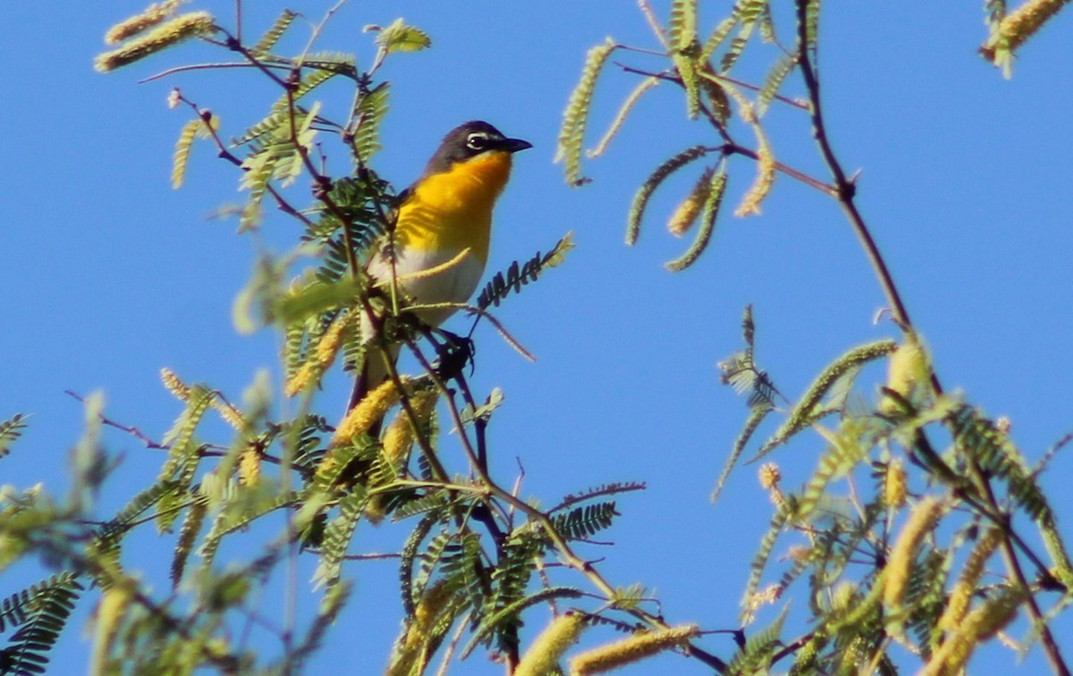 Yellow-breasted Chat - ML619020863