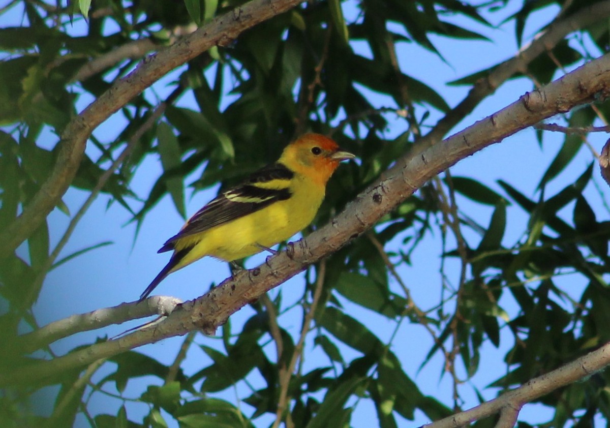 Western Tanager - ML619020877