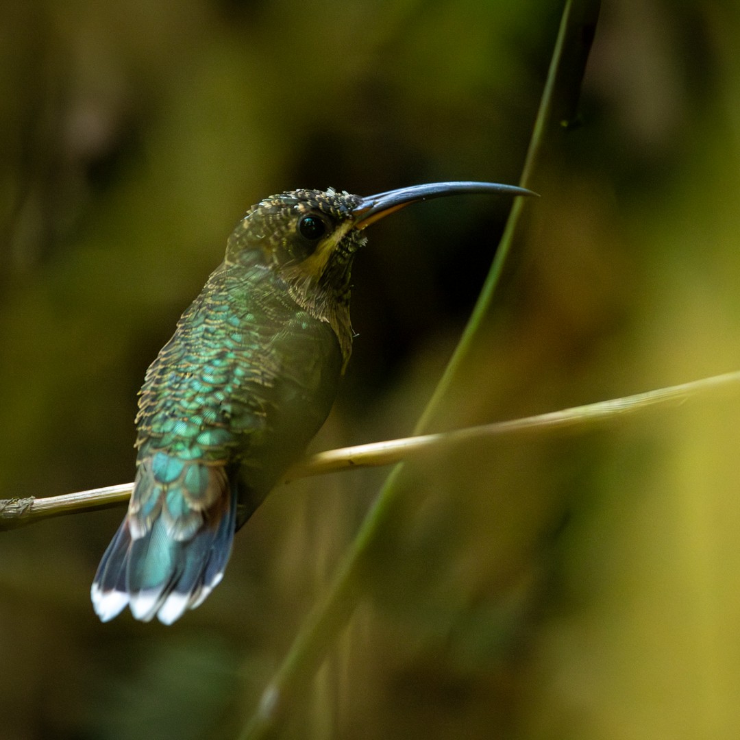 kolibřík ryšavoocasý - ML619020883