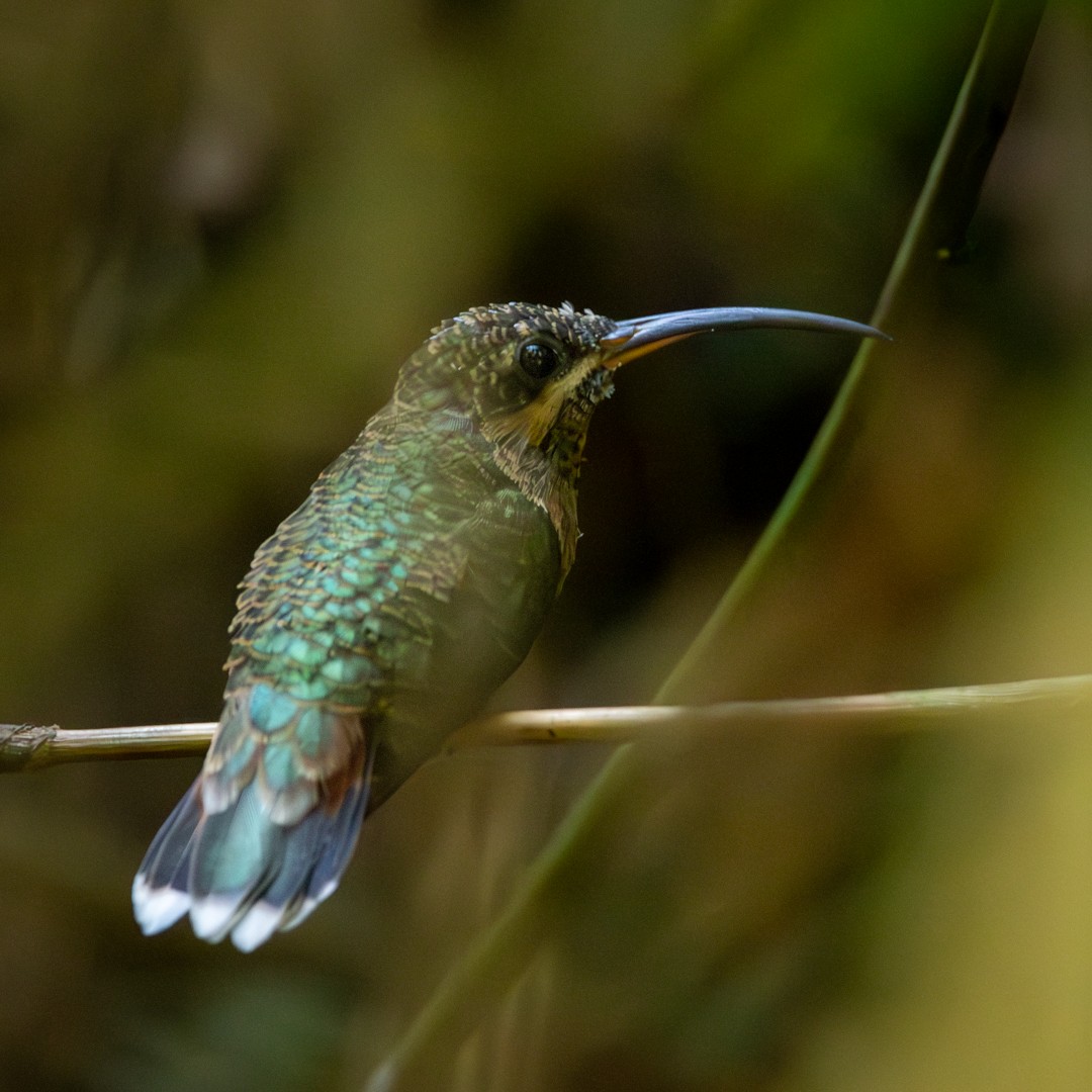 Краснохвостый колибри-отшельник - ML619020884