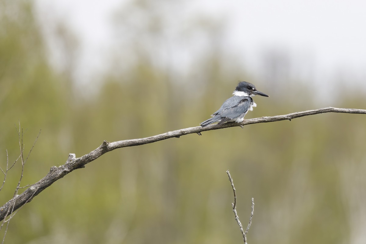 Belted Kingfisher - ML619020890