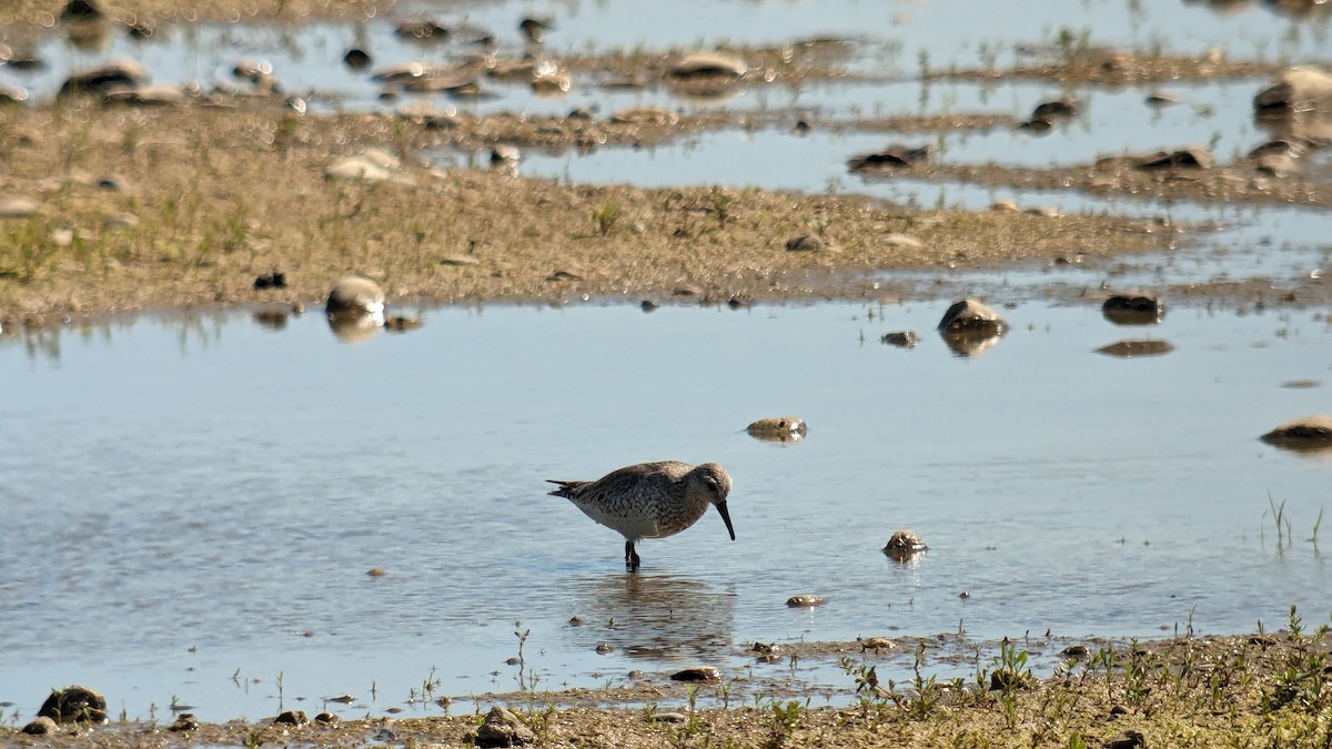 Red Knot - ML619020927
