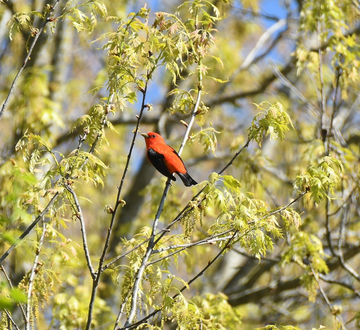 Scarlet Tanager - ML619020947