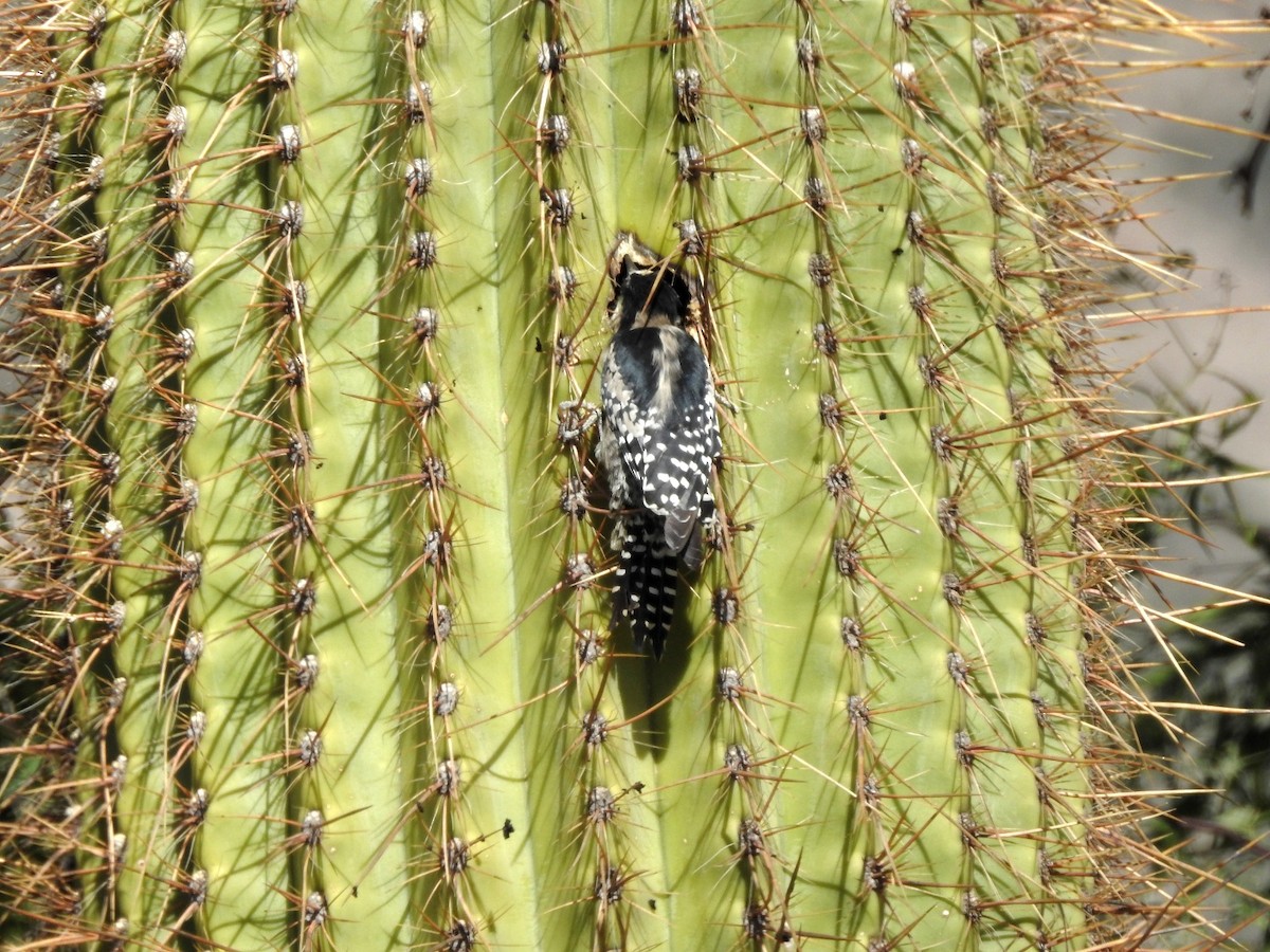 Pic des cactus - ML619020951