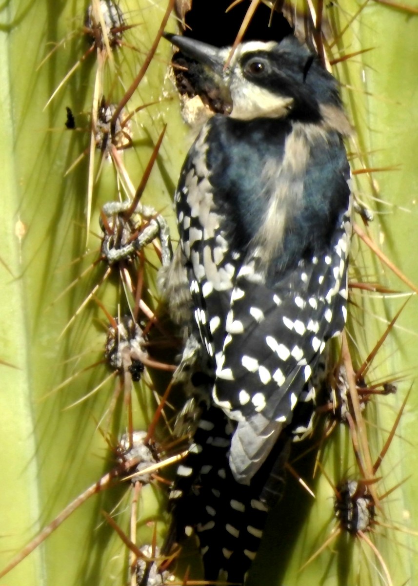 White-fronted Woodpecker - ML619020952