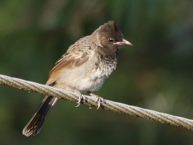 Red-vented Bulbul - ML619020982