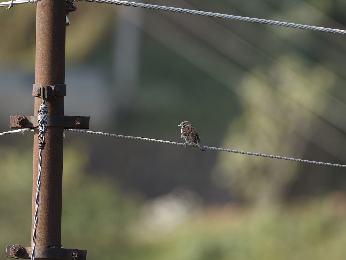 Eurasian Tree Sparrow - ML619021027