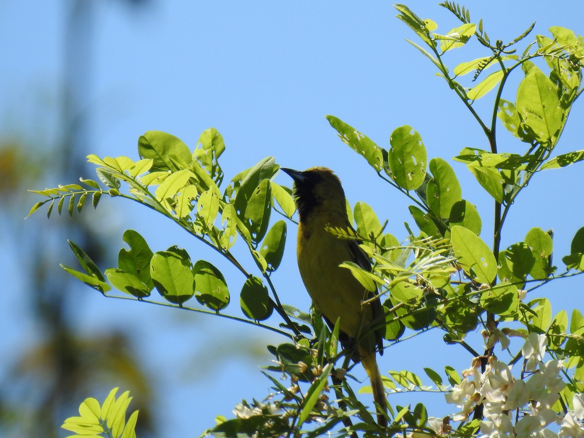Orchard Oriole - ML619021034