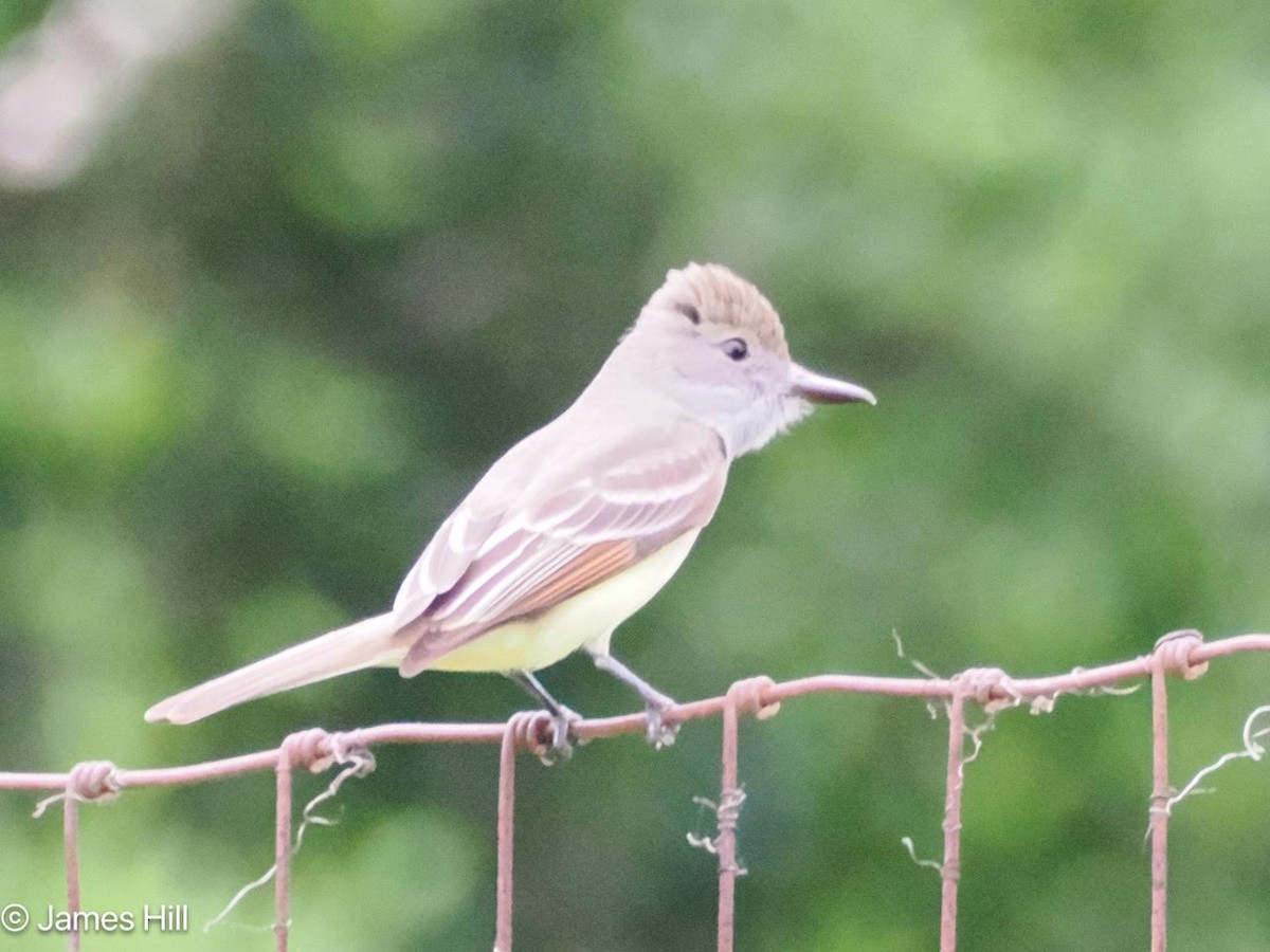 Great Crested Flycatcher - ML619021075
