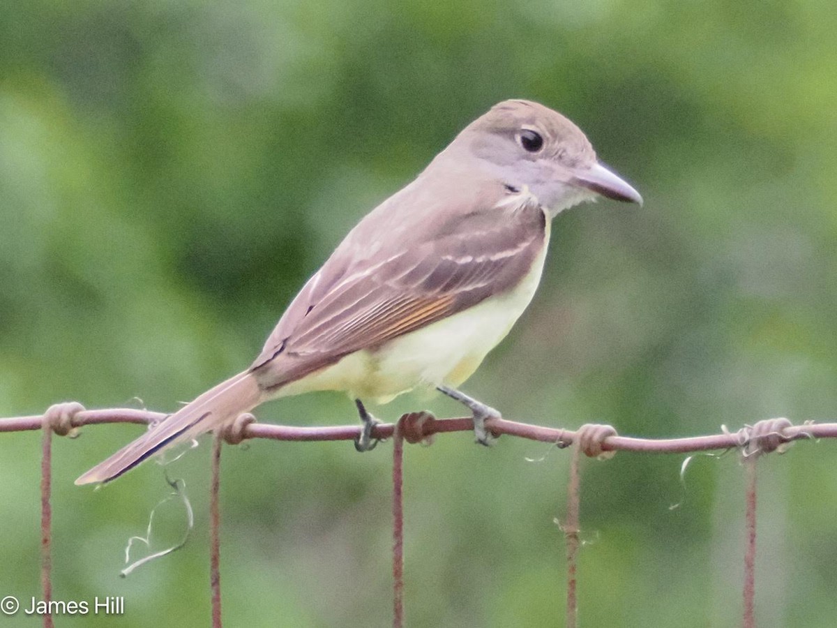 Great Crested Flycatcher - ML619021076