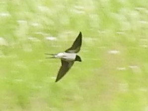 Barn Swallow - ML619021176