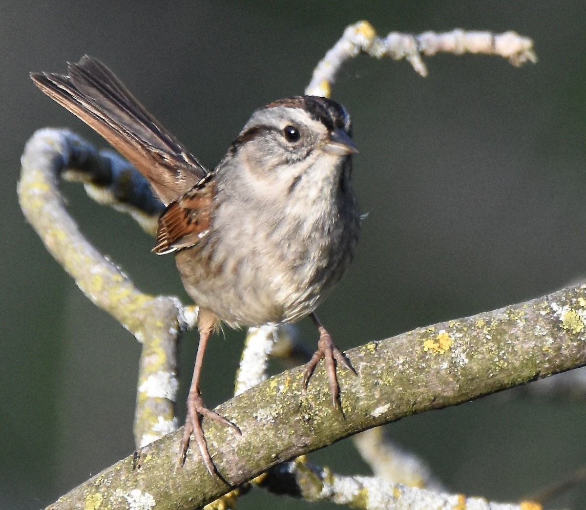 Swamp Sparrow - Juniper F