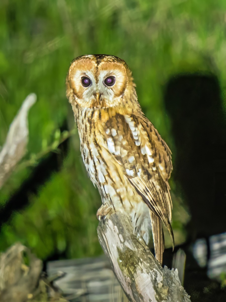 Tawny Owl - ML619021178