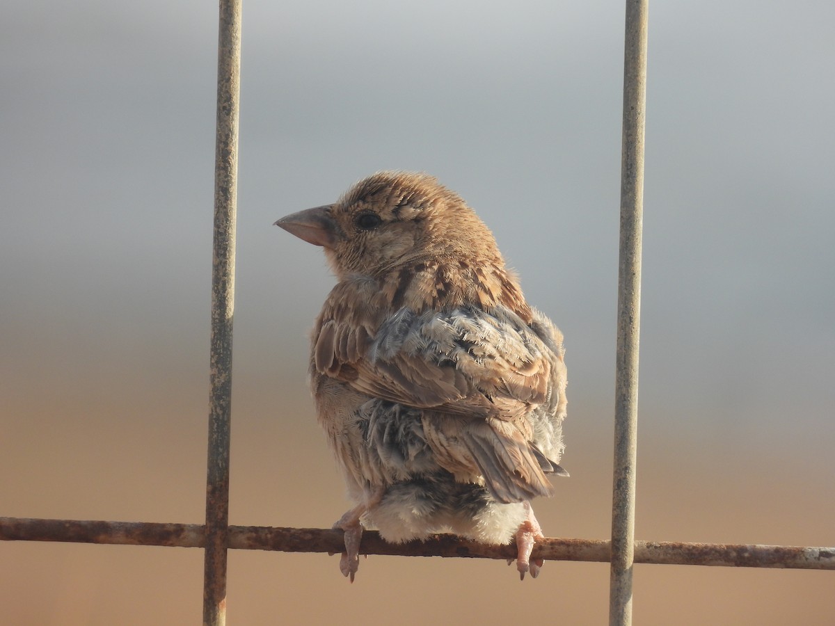 House Sparrow - Carmel Ravid