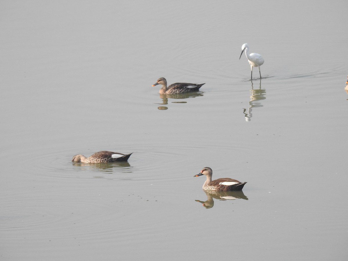 Indian Spot-billed Duck - ML619021182