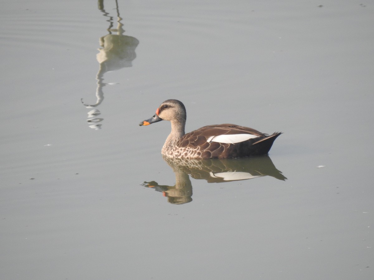 Indian Spot-billed Duck - ML619021187