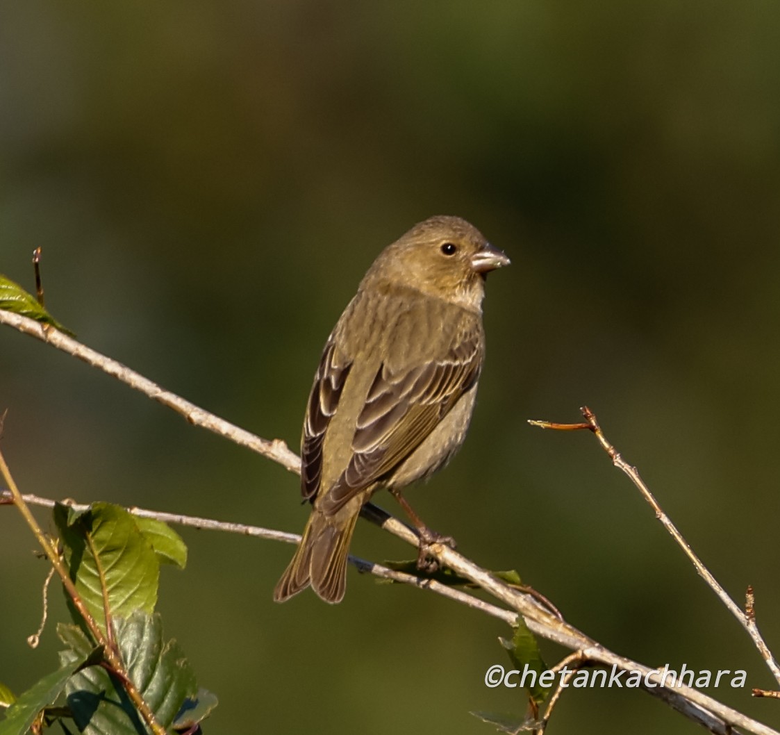 Common Rosefinch - Chetan Kachhara