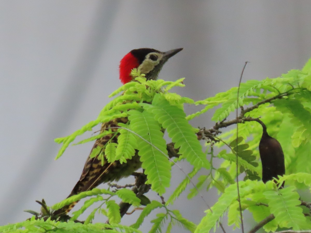 Green-barred Woodpecker - ML619021217