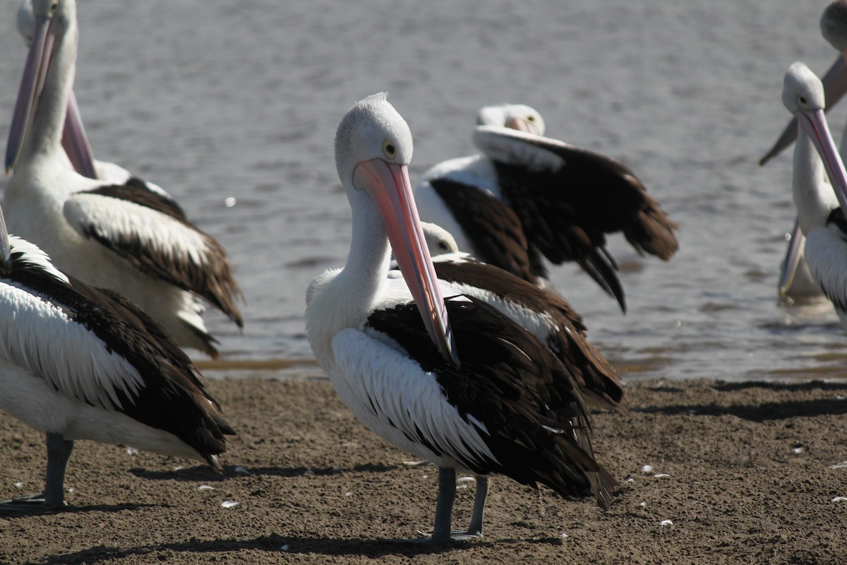 pelikán australský - ML619021357