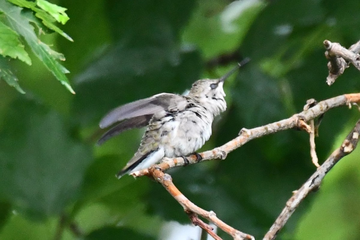 Black-chinned Hummingbird - ML619021363