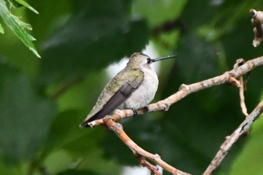 Black-chinned Hummingbird - ML619021364