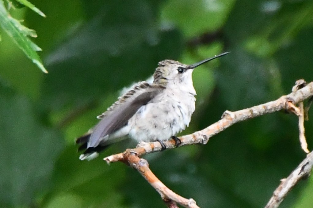 Black-chinned Hummingbird - Carmen Ricer