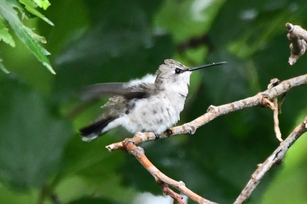 Black-chinned Hummingbird - ML619021366