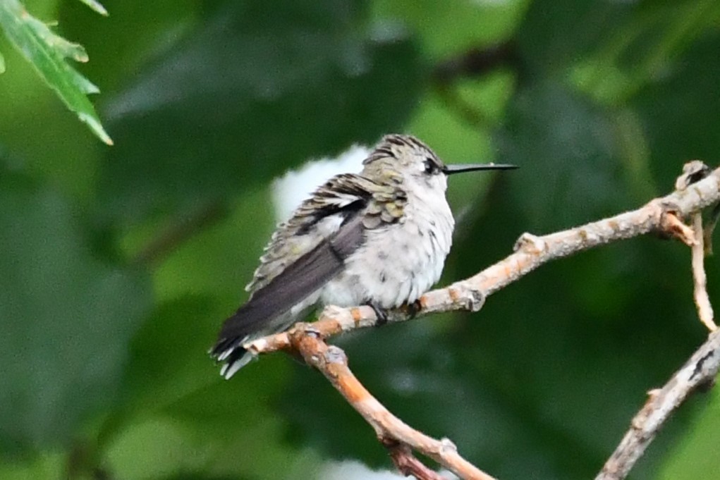 Black-chinned Hummingbird - ML619021367