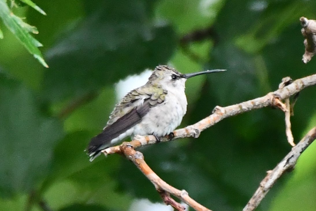 Black-chinned Hummingbird - ML619021368
