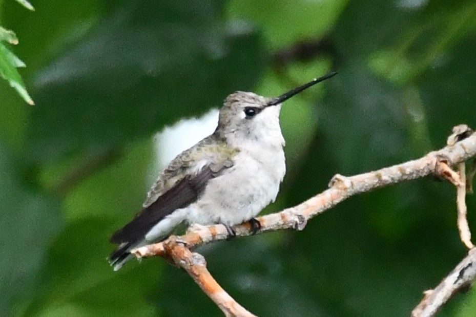 Black-chinned Hummingbird - ML619021370