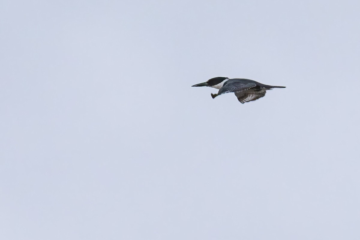 Belted Kingfisher - ML619021375