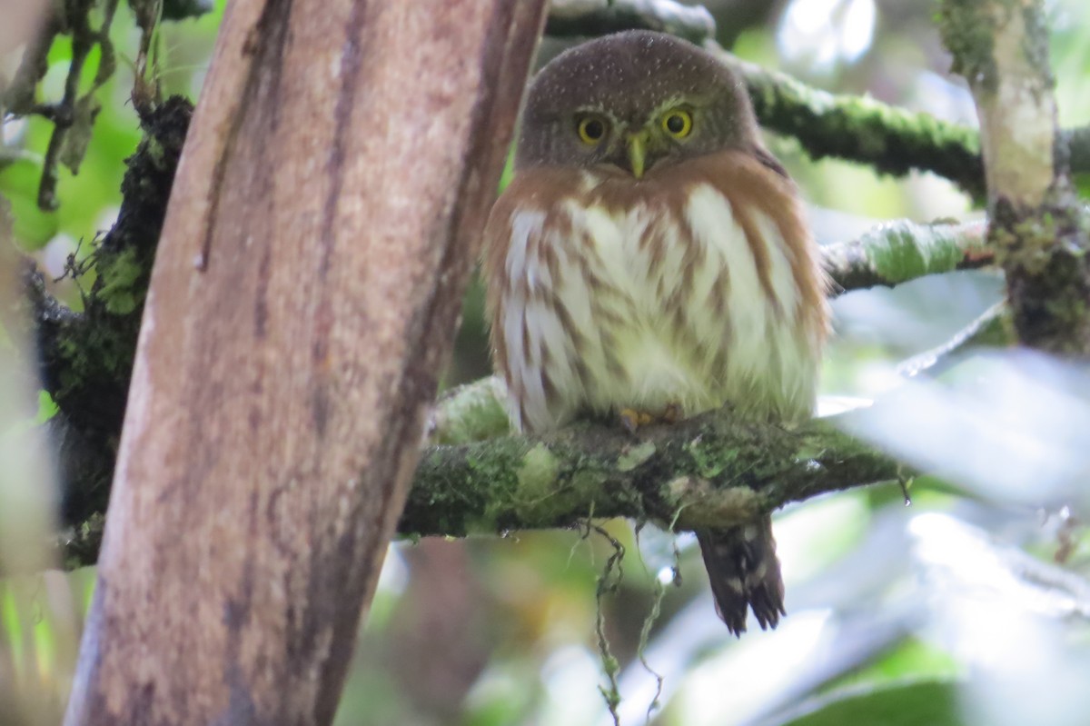 Least Pygmy-Owl - ML619021380