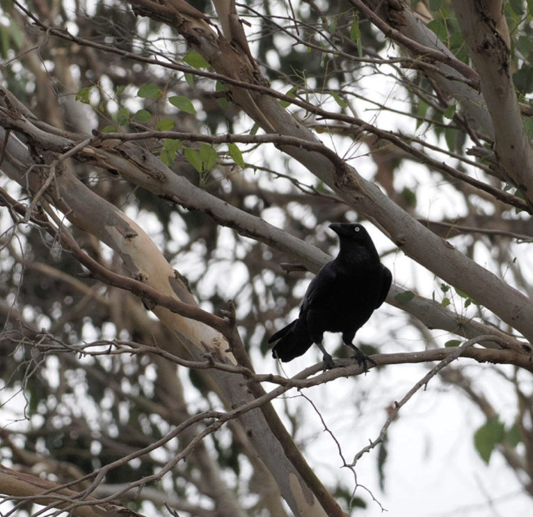 Cuervo de Tasmania - ML619021407