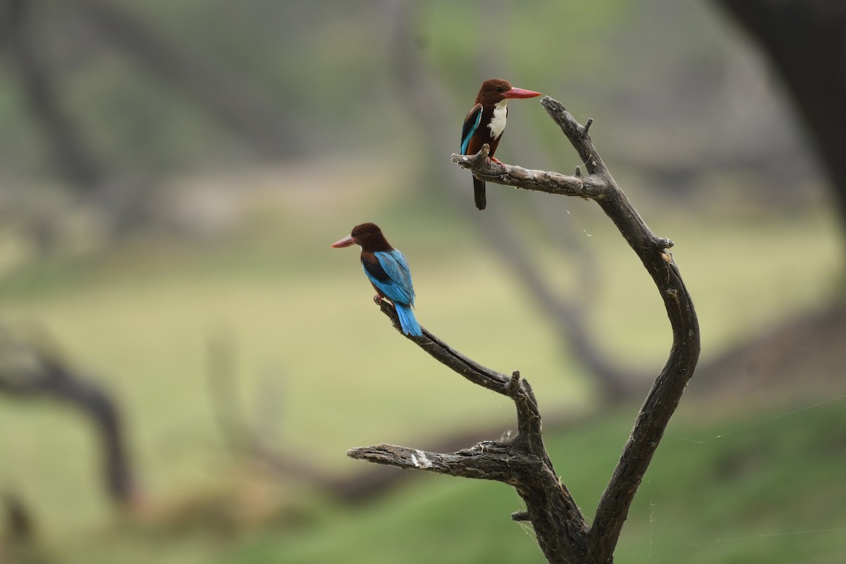White-throated Kingfisher - Mahesh Rajpoot