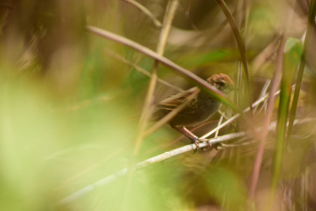 Tawny Grassbird - ML619021418