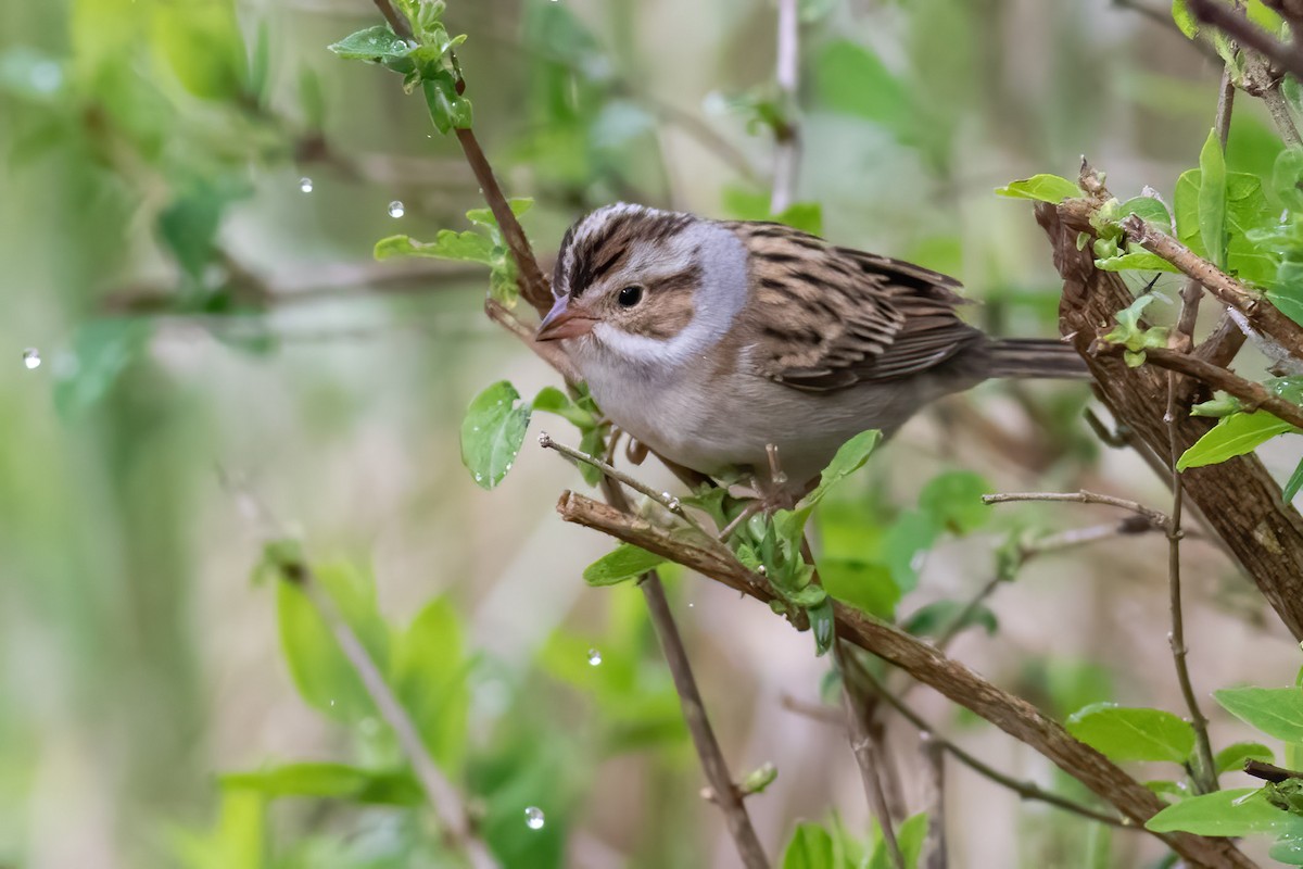 Clay-colored Sparrow - ML619021457