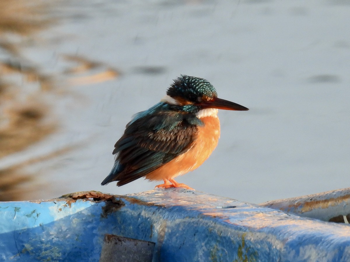 Common Kingfisher - Stan Arnold