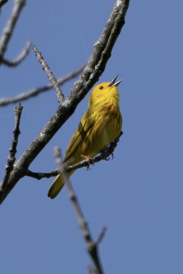 Yellow Warbler - Heather Klish