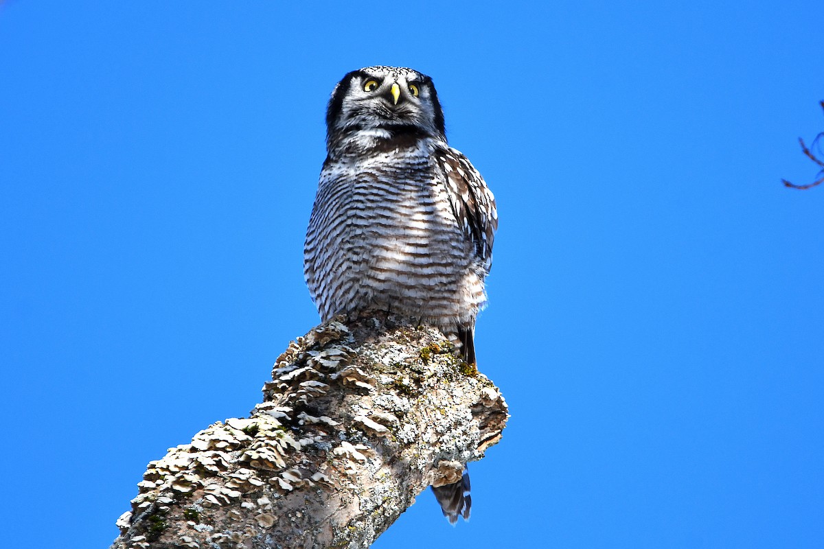 Northern Hawk Owl - ML619021520