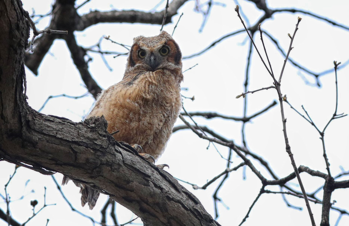 Great Horned Owl - ML619021523