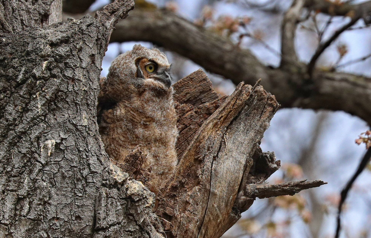 Great Horned Owl - ML619021524