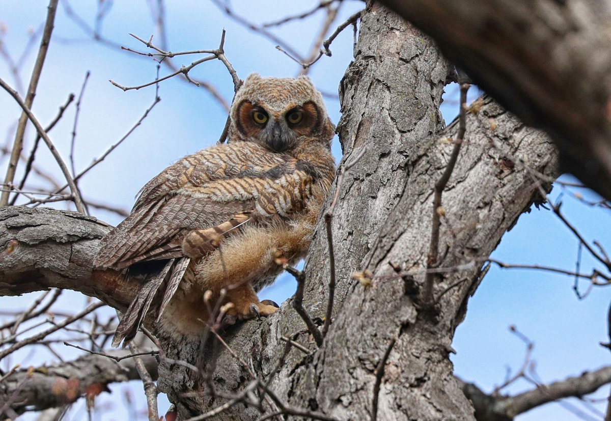 Great Horned Owl - ML619021526